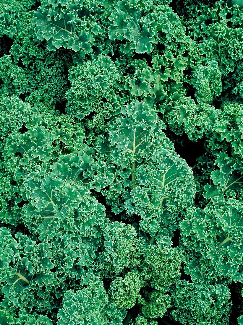 Kale (Brassica oleracea 'Showbor')