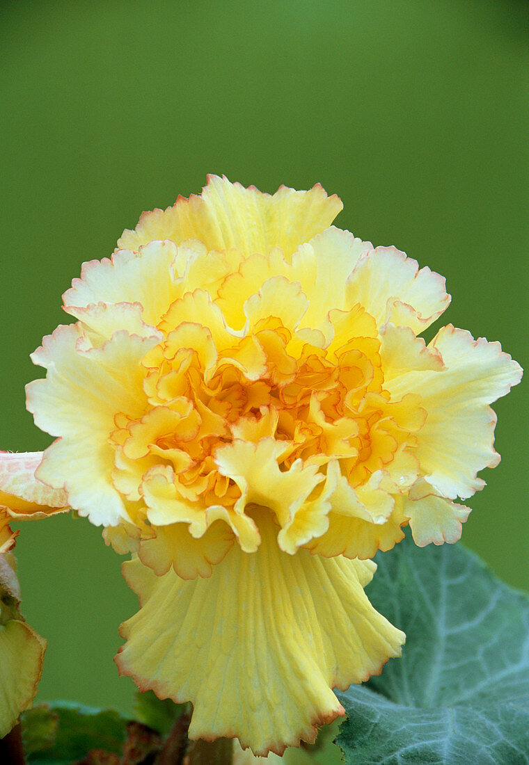 Begonia exotica 'Feathered Sun'