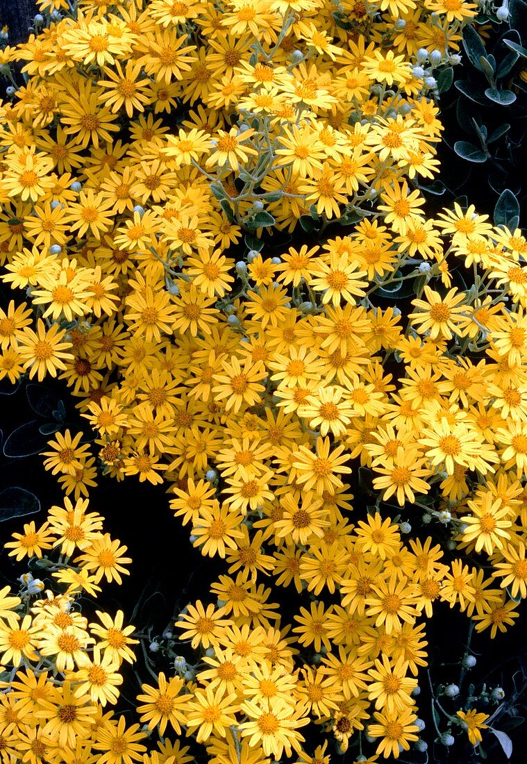 Brachyglottis flowers