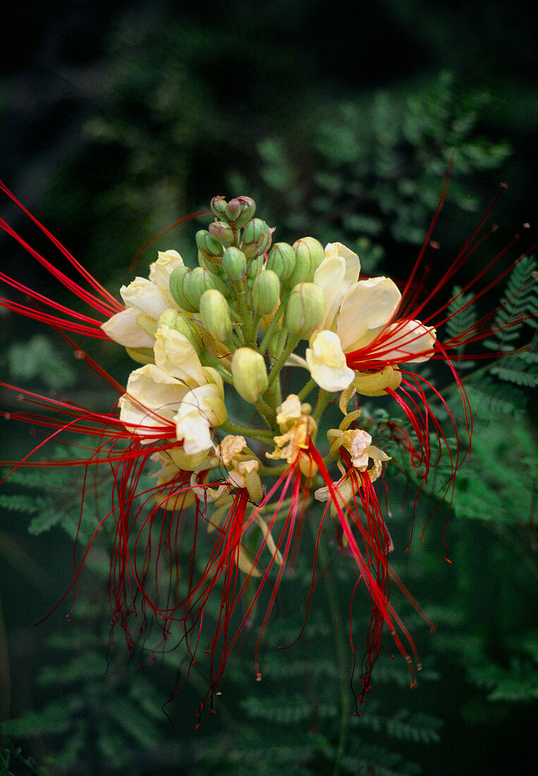 Caesalpina gilliesii