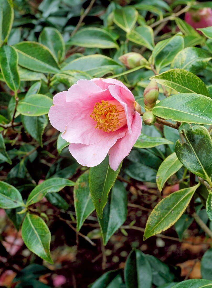 Camellia x williamsii Bow Bells