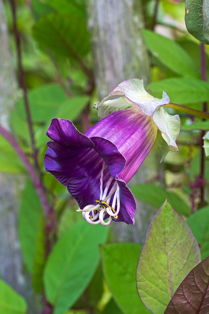 Cup and saucer (Cobaea scandens)