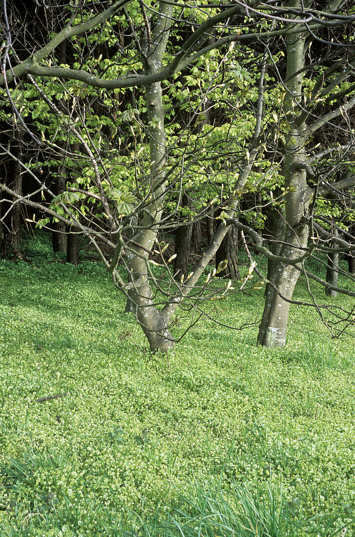 Spring beauty (Claytonia perfoliata)