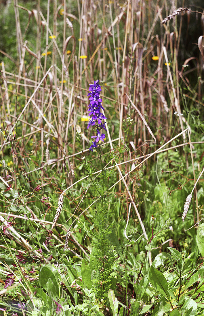 Larkspur (Consolida orientalis)