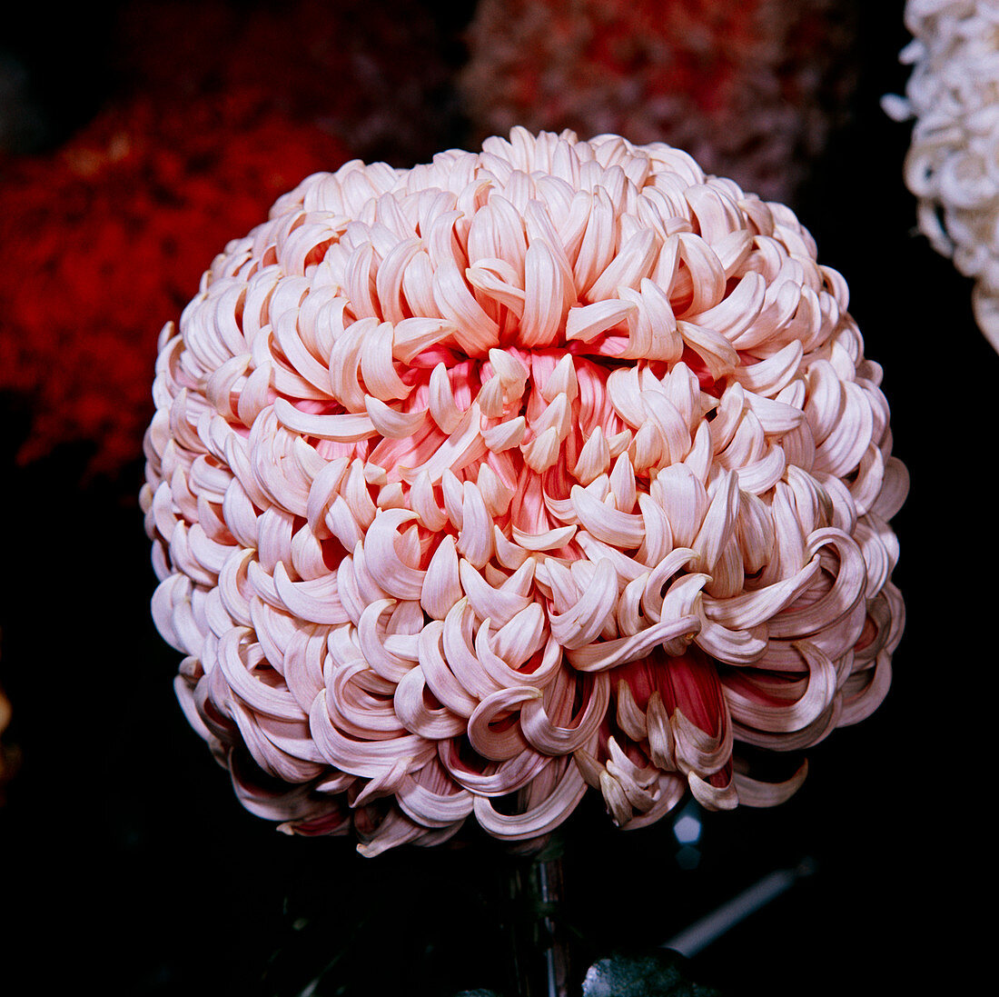 Chrysanthemum GIGANTIC
