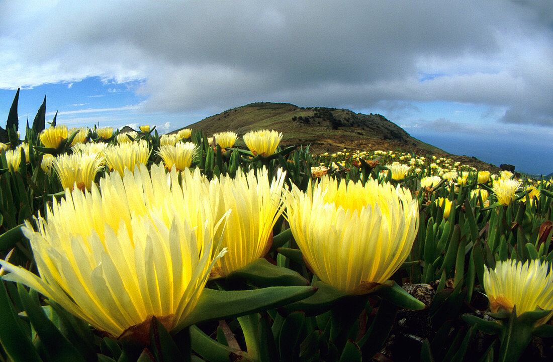 Hottentot fig (Carpobrotus sp.)