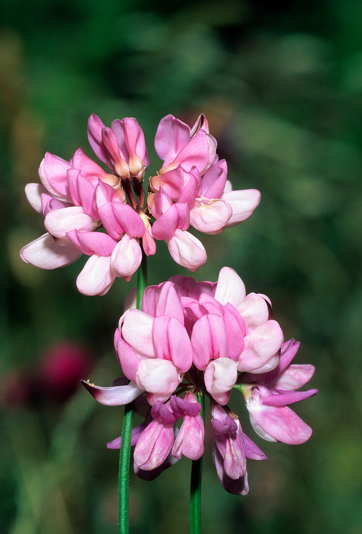 Crown vetch (Coronilla varia)