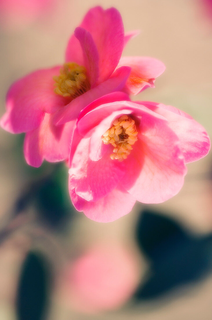 Flowering quince (Chaenomeles speciosa)