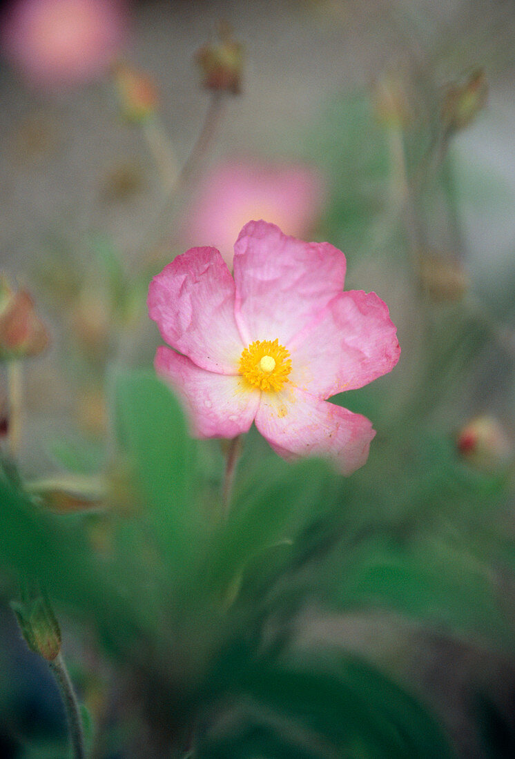 Rock rose (Cistus sp.)