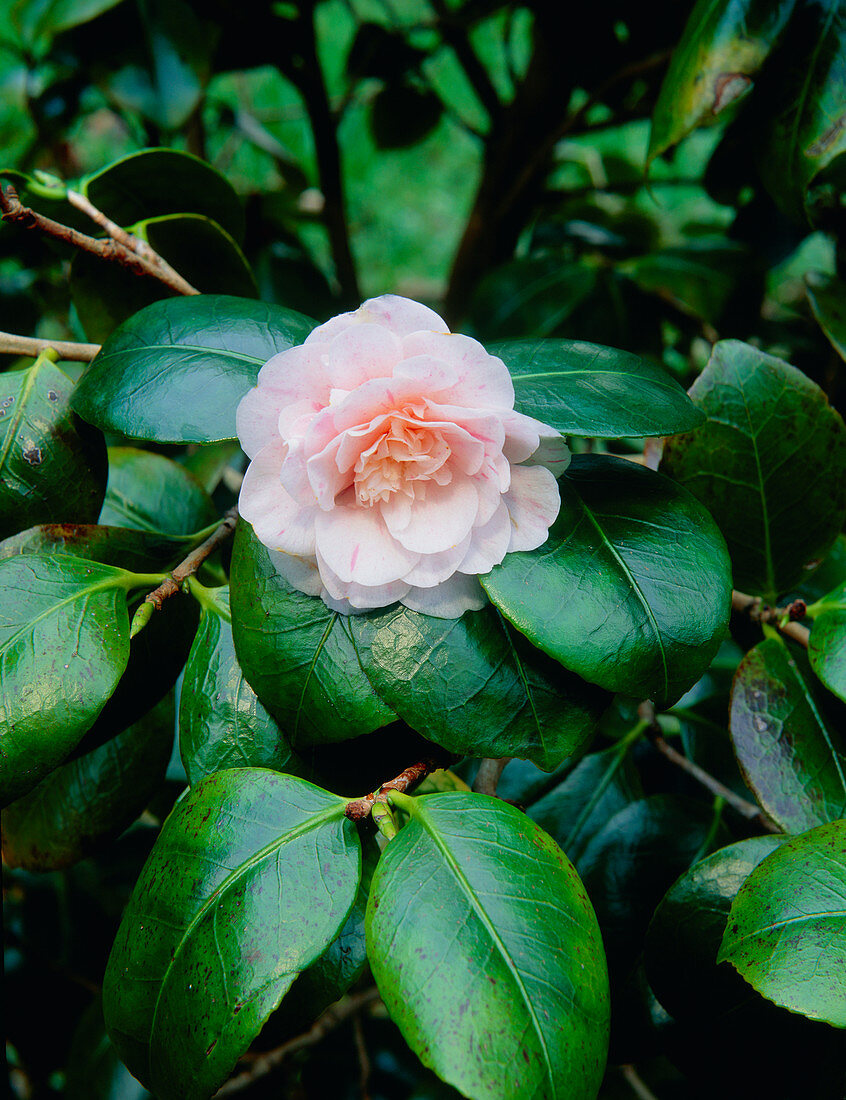 Camellia japonica 'Helenor'