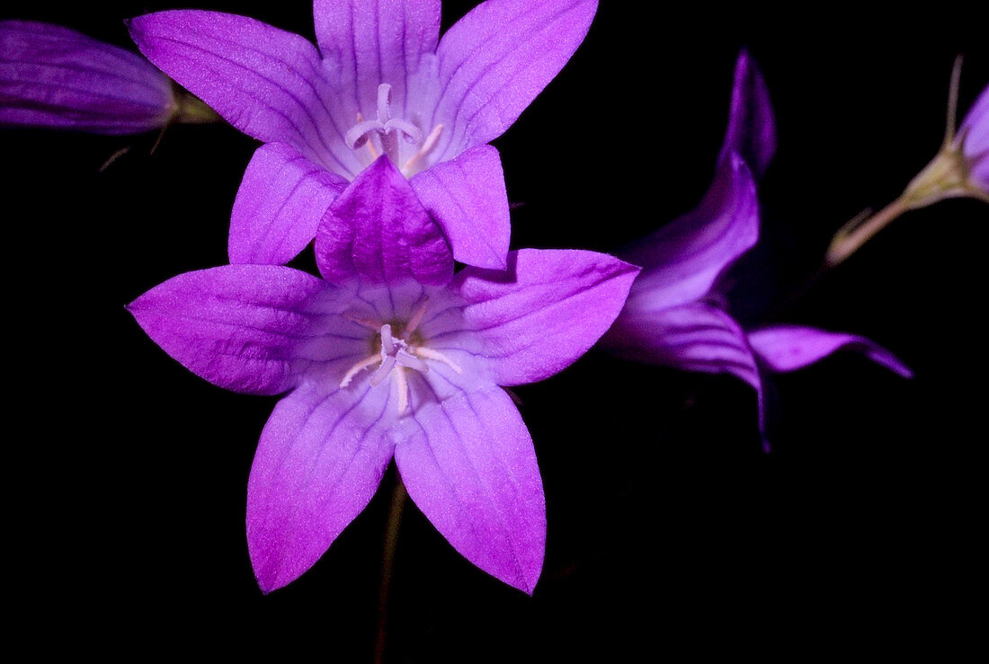 Bellflower (Campanula palustris)