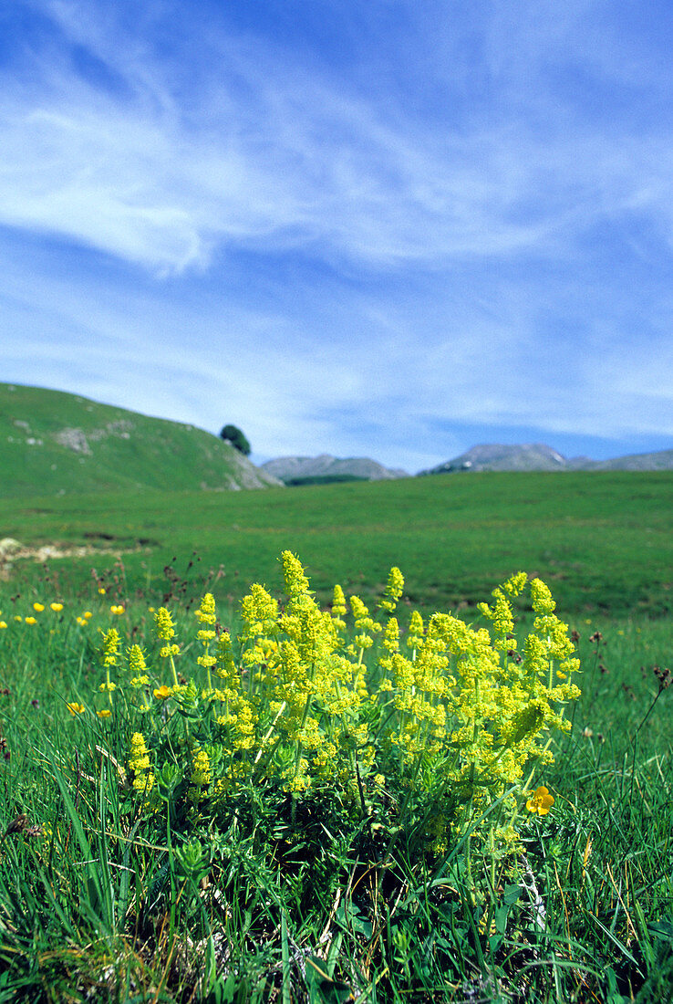 Crosswort (Cruciata laevipes)