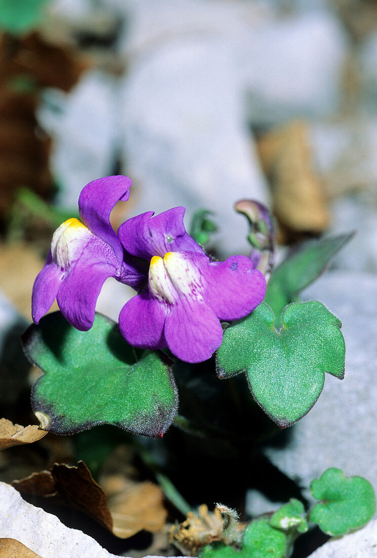 Kenilworth ivy (Cymbalaria pallida)