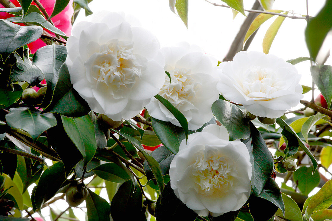 Camellia flowers (Camellia japonica)