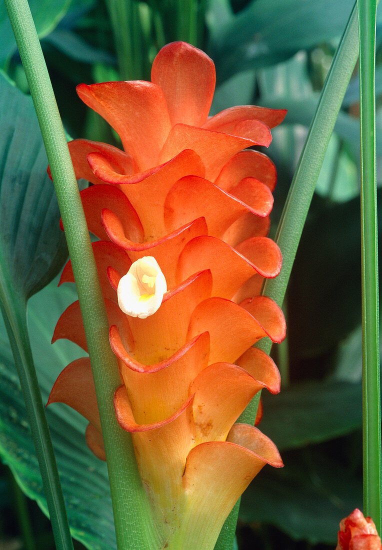 Orange ginger (Curcuma roscoeana)
