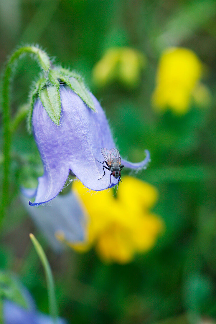 Fly on a bellflower