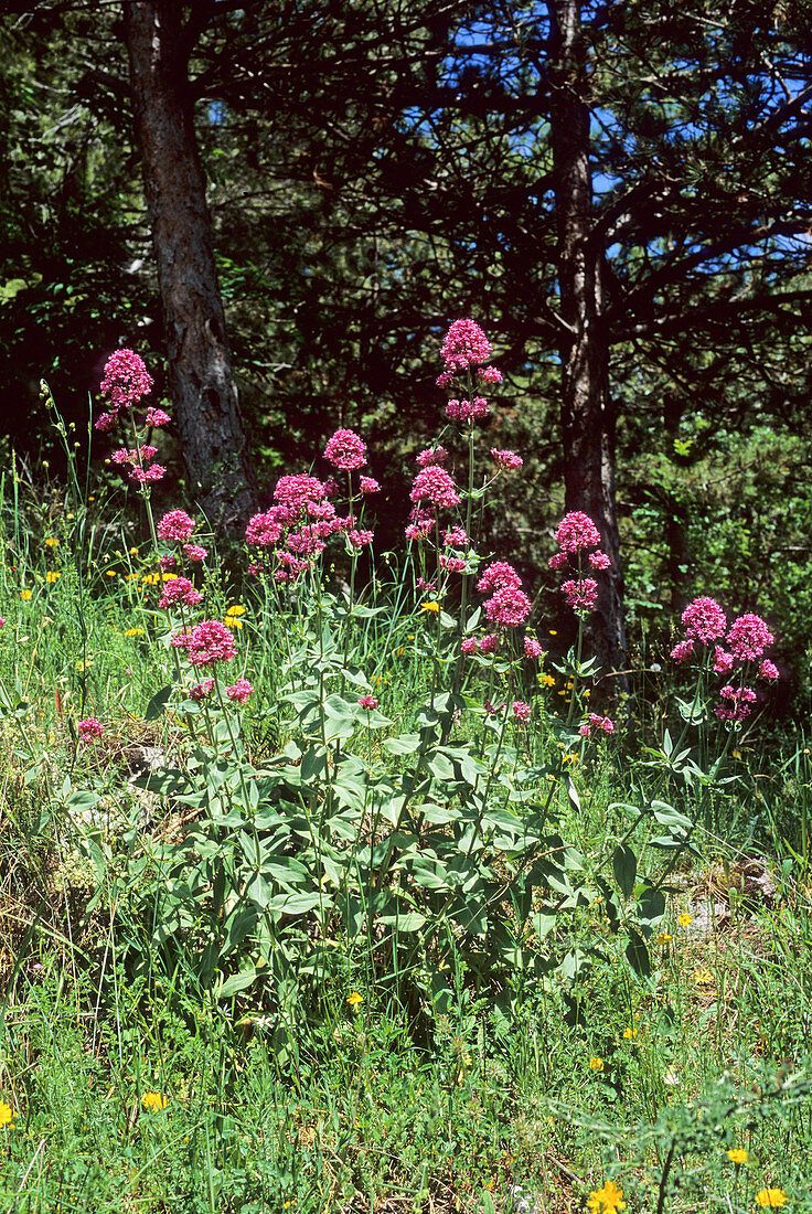 Red valerian (Centranthus ruber)