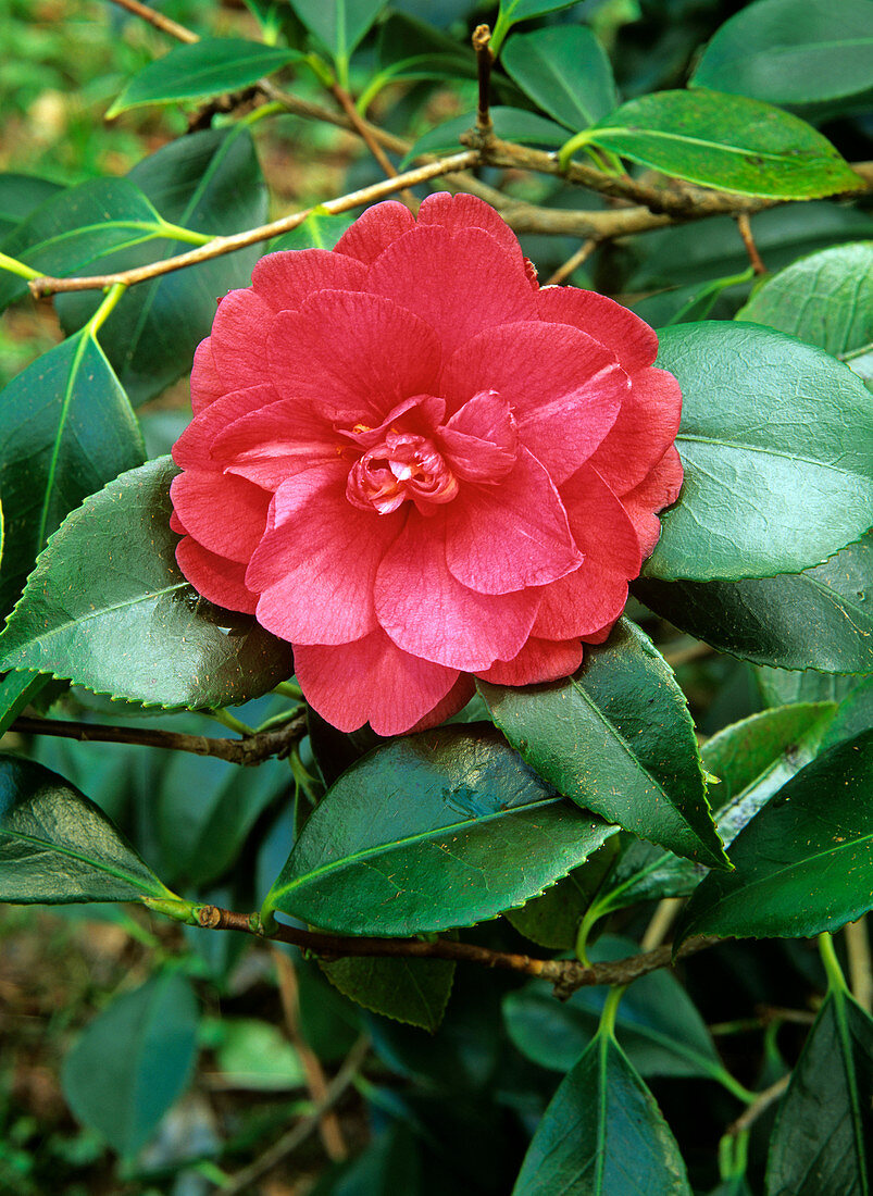 Camellia flower (Camellia japonica)