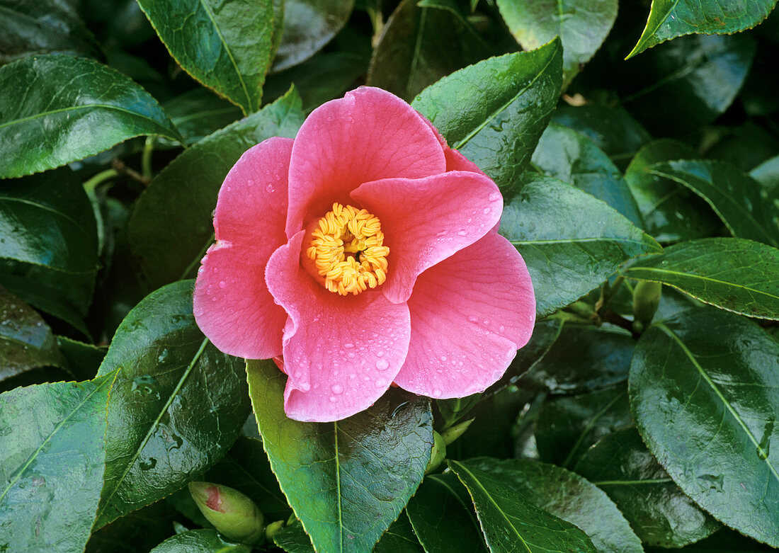 Camellia flower (Camellia x williamsii)