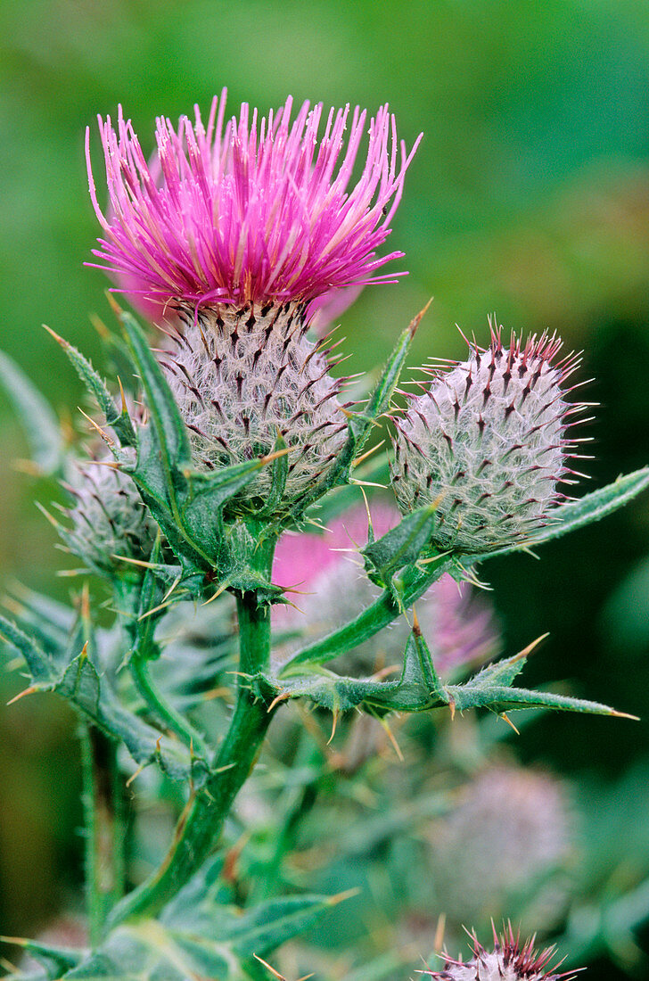 Thistle (Cirsium tenoreanum)