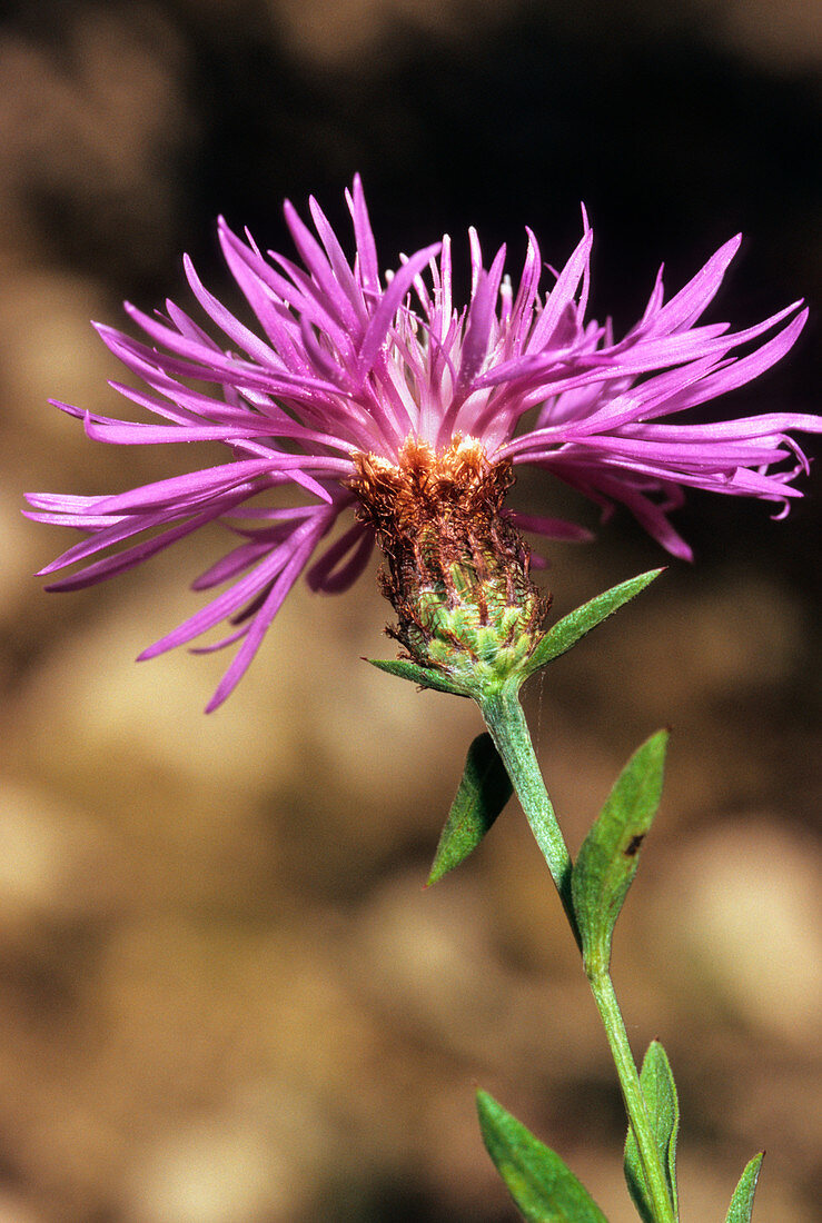 Tyrol knapweed (Centaurea nigrescens)