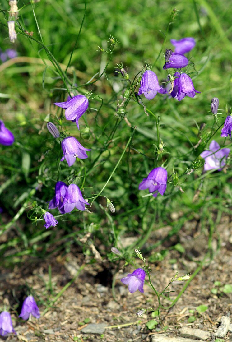 Harebell flowers (Campanula rotundifolia)