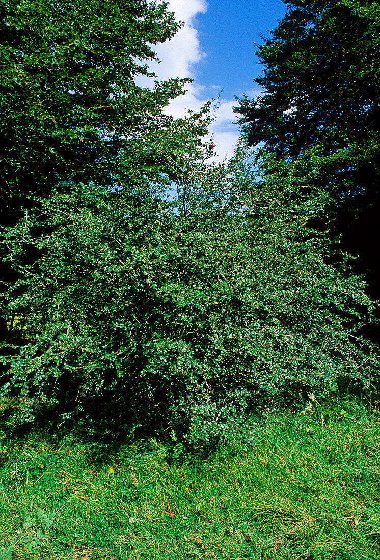 Hawthorn (Crataegus oxyacantha)