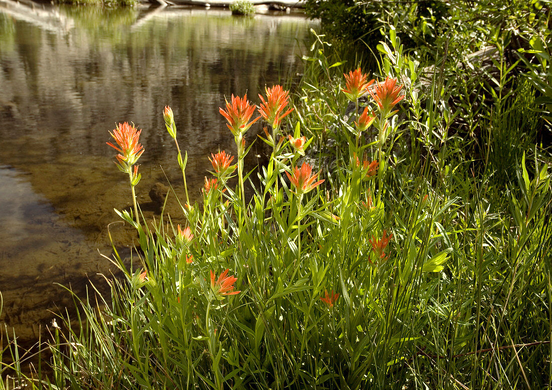 Castilleja miniata