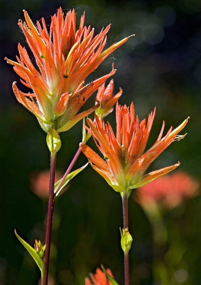 Castilleja miniata