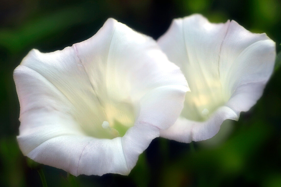 Bindweed (Convolvulus sp.)