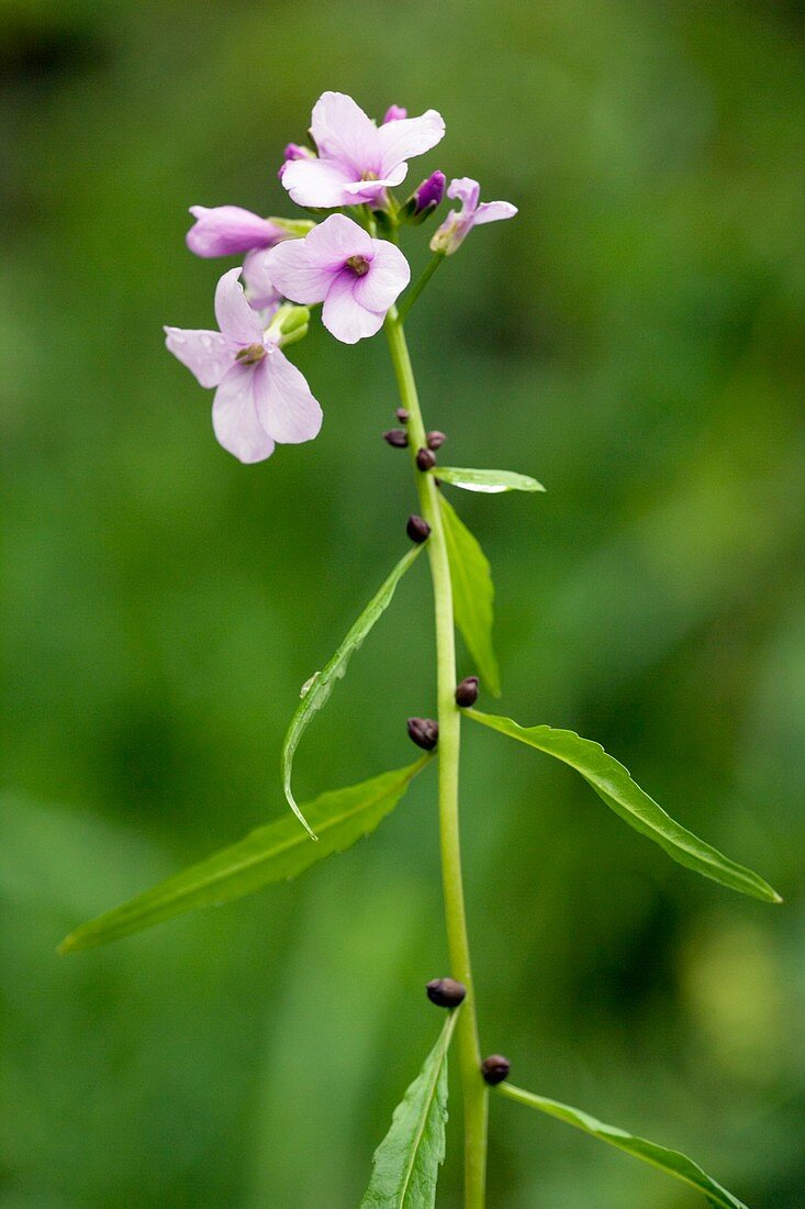 Coralroot (Cardamine bulbifera)