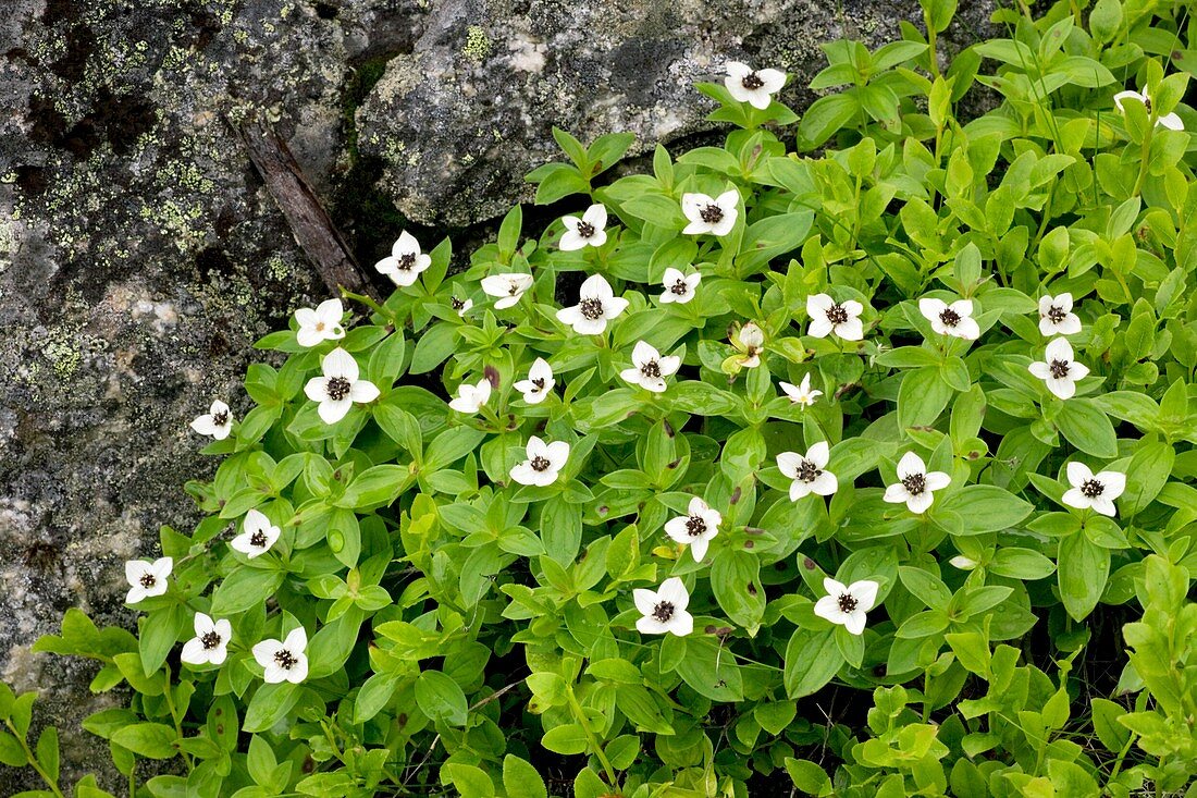 Eurasian dwarf cornel (Cornus suecica)