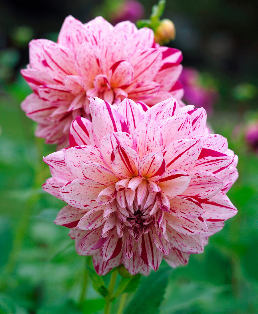 Dahlia cultorum MICKS PEPPERMINT