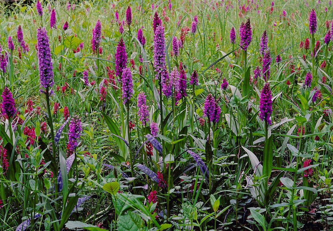 Dactylorhiza incarnata and praetermissa