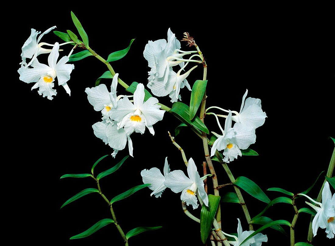Dendrobium infundibulum