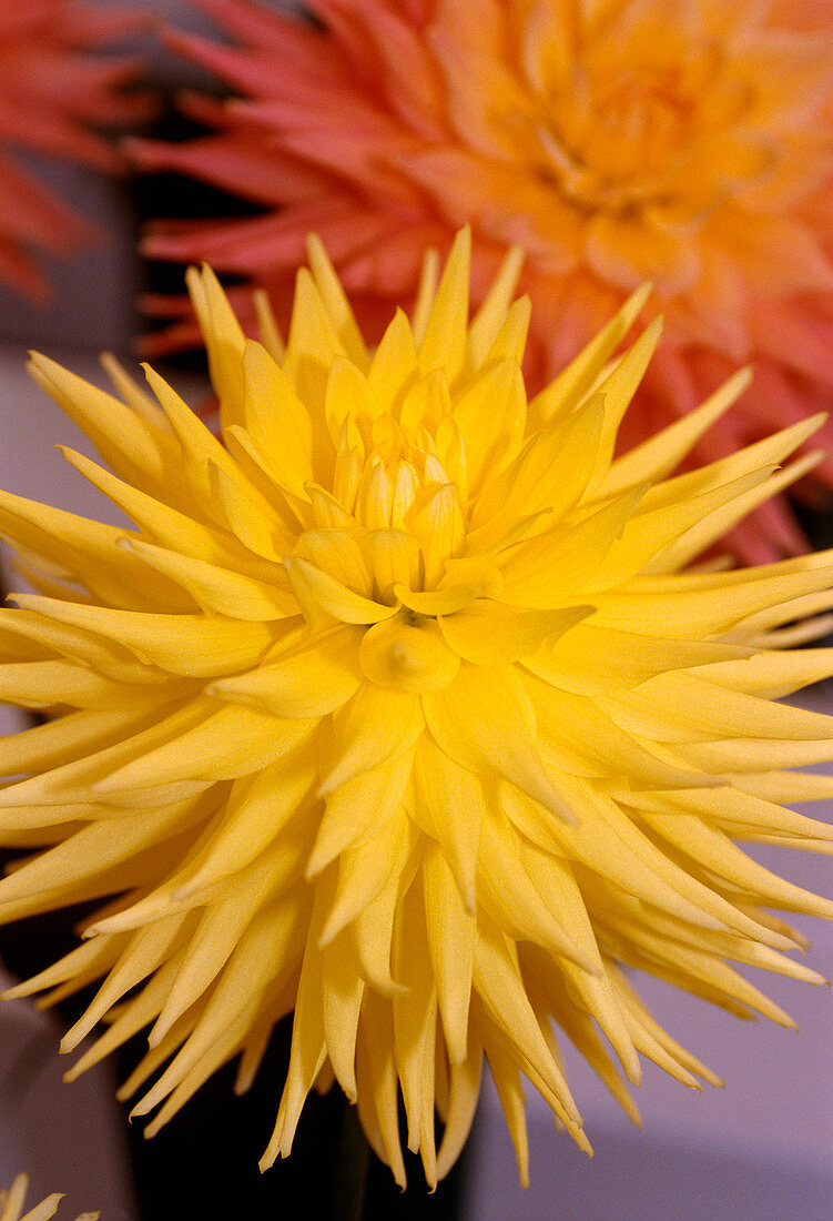 Dahlia 'Eastwood Moonlight'