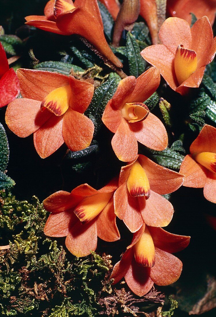 Dendrobium cuthbertsonii