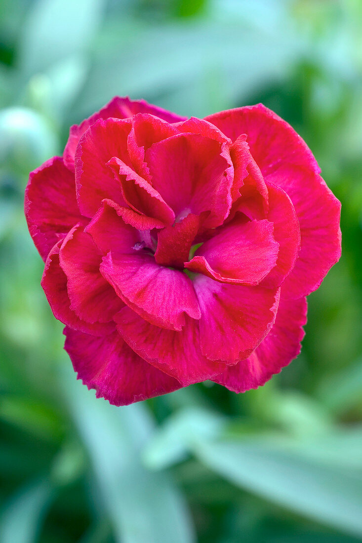Carnation (Dianthus 'Simba Kgr')