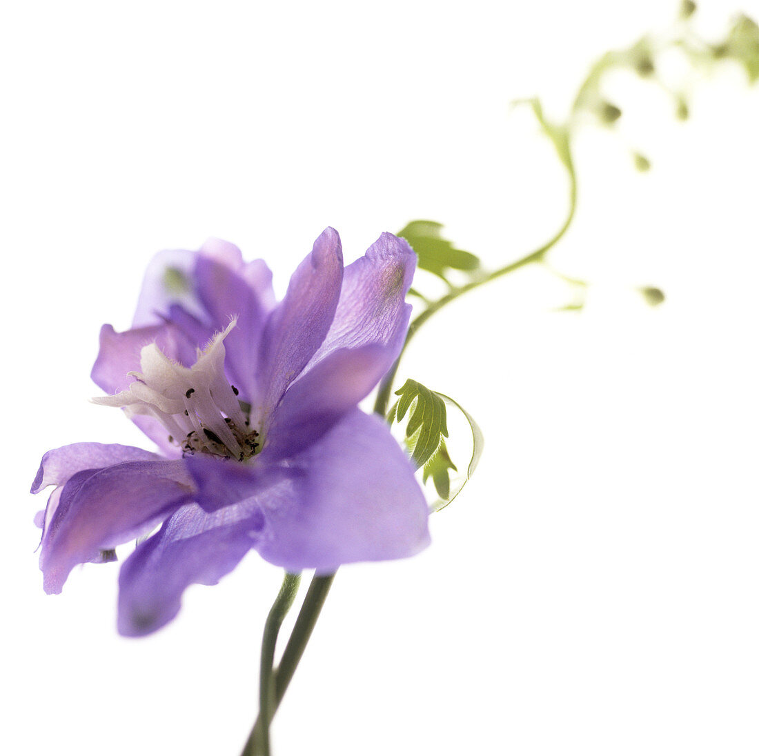 Delphinium flower (Delphinium sp.)