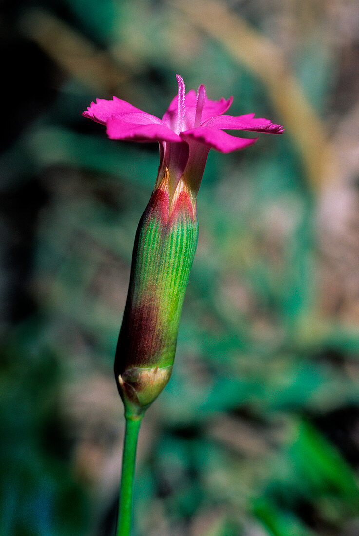 Woodland pink (Dianthus sylvestris)