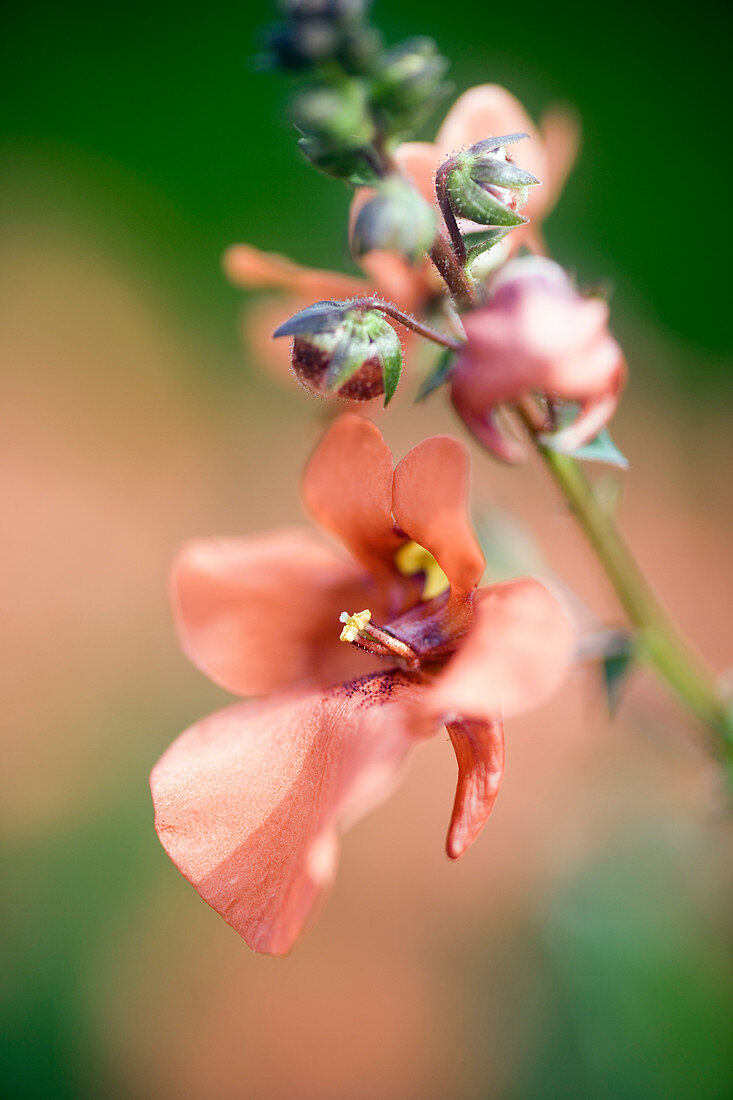 Upright orange (Diascia 'Diastusca')