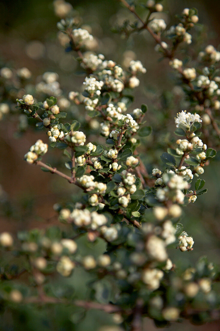 California lilac (Ceanothus sp.)