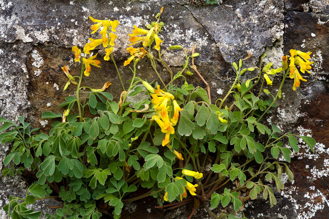 Yellow corydalis (Corydalis lutea)