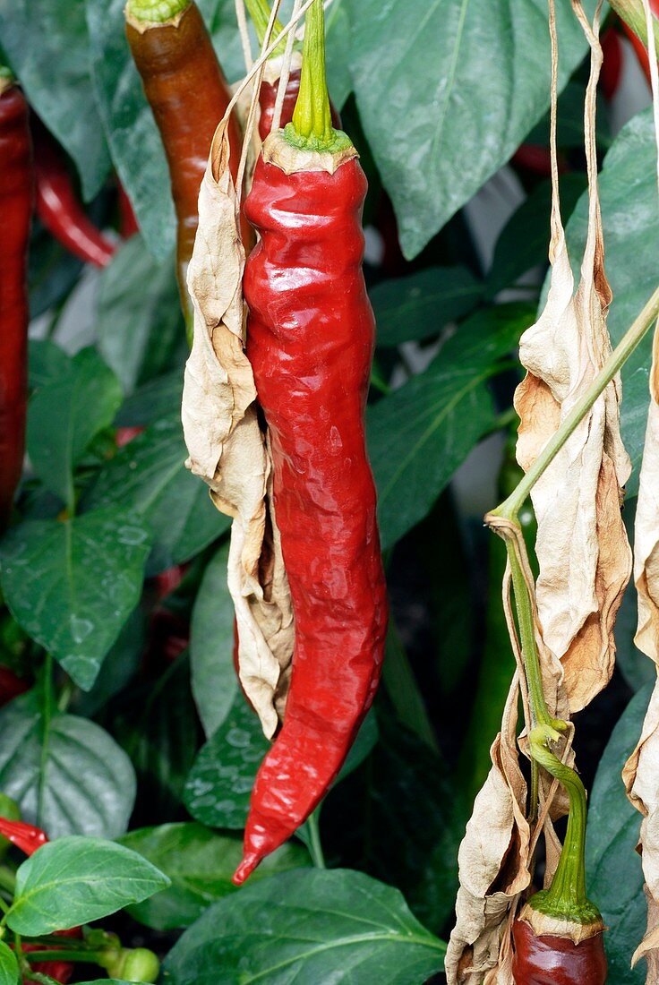 Chilli pepper (Capsicum 'Fuego')