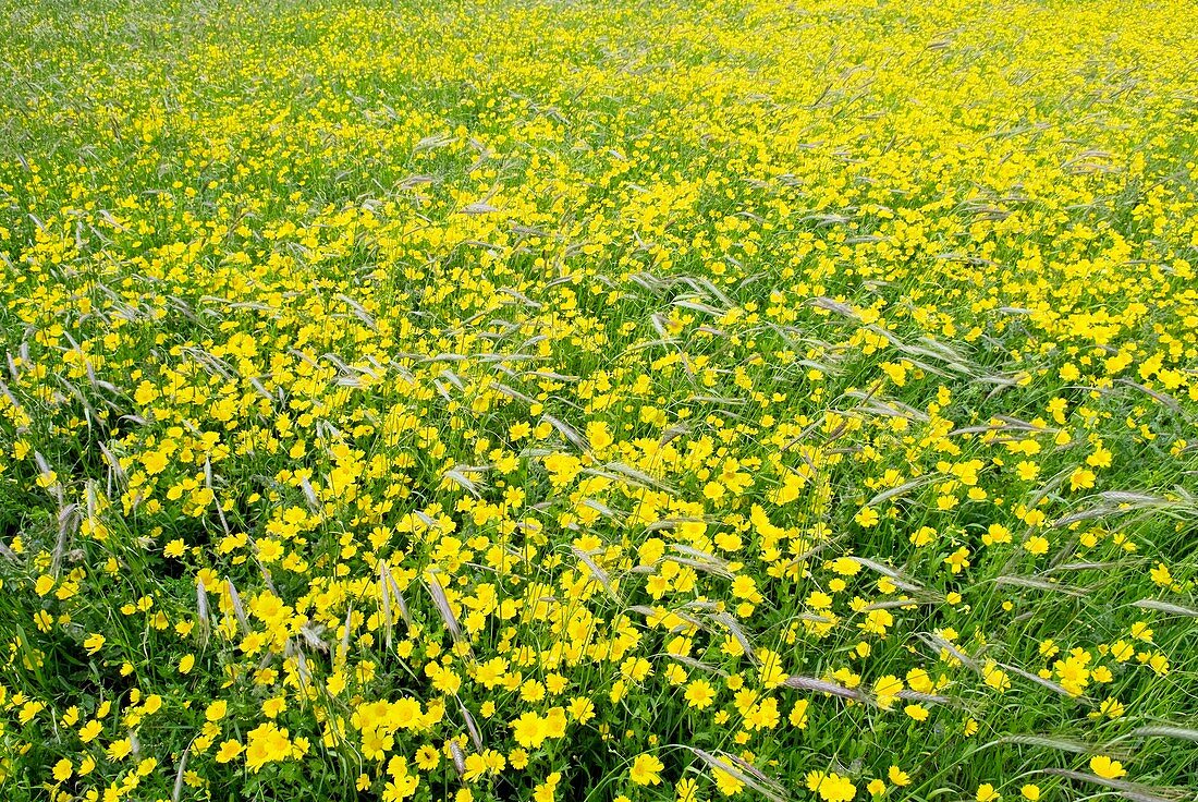 Corn marigolds (Chrysanthemum segetum)