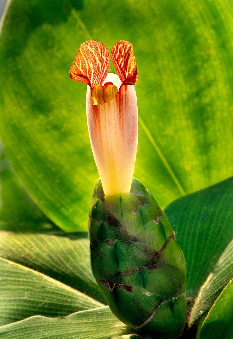 Spiral ginger (Costus malortieanus)