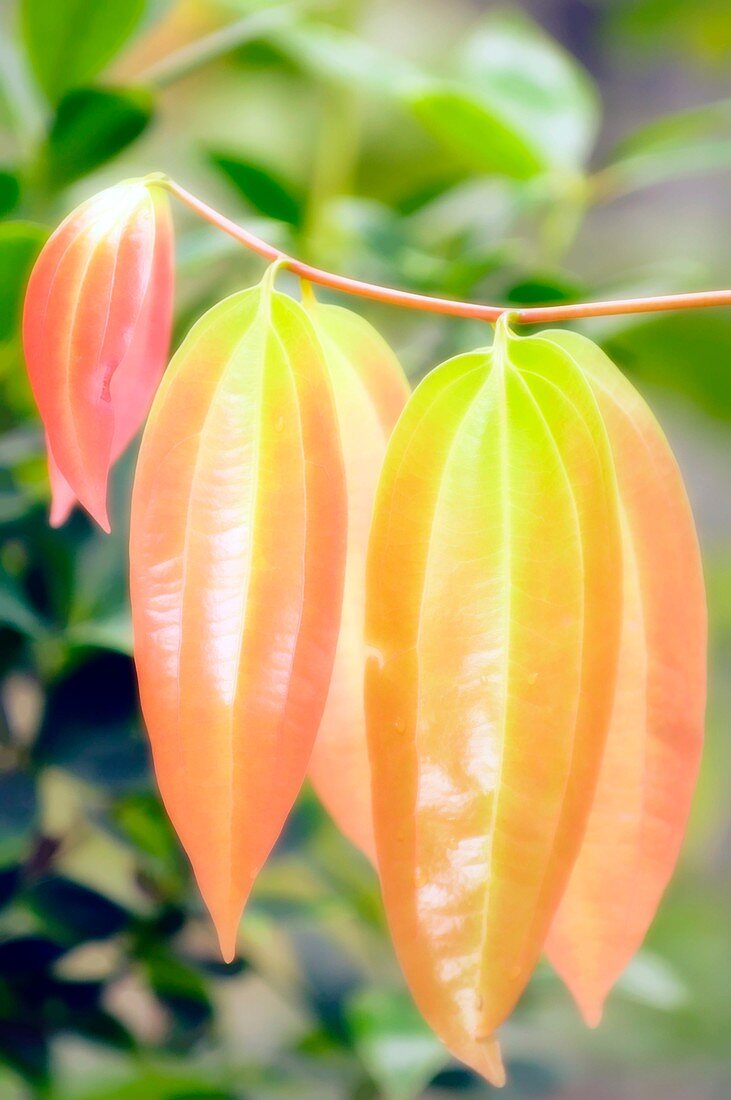 Cinnamon leaves (Cinnamomum verum)