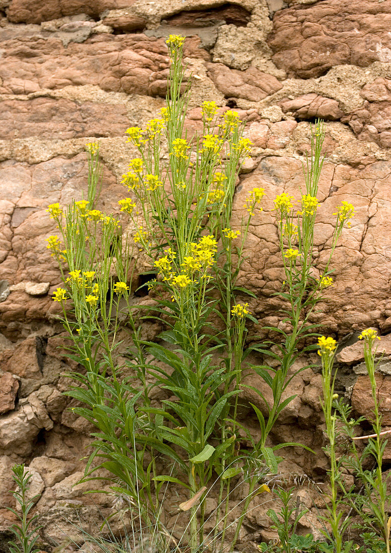 Wallflower (Erysimum pieninicum)