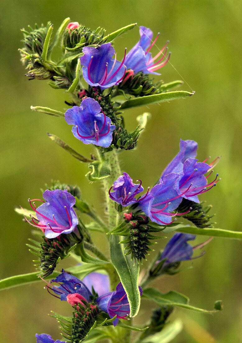 Viper's bugloss (Echium vulgare)