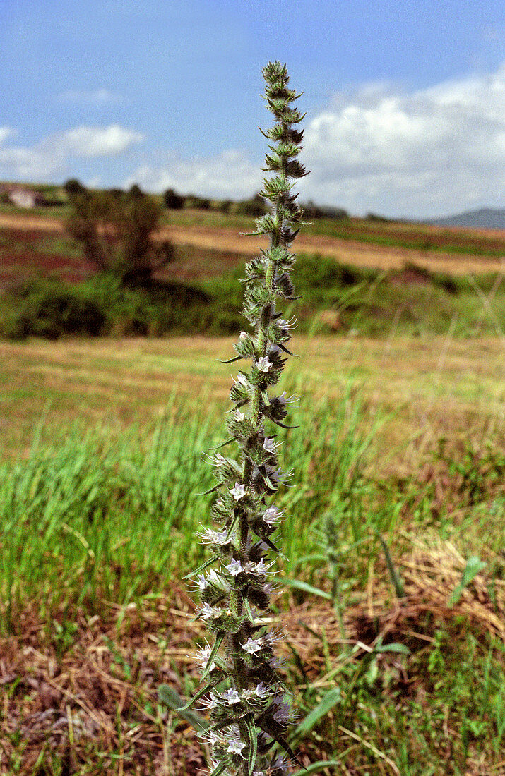 Italian viper's bugloss (Echium italicum)